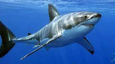 film d'animaux tueurs