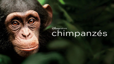 Chimpanzés 2012