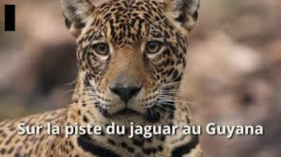 Sur la piste du jaguar au Guyana