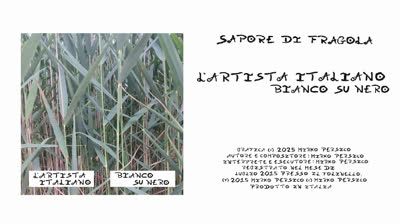 L'Artista Italiano - Sapore di Fragola