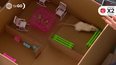 Alessia y su ratón Stuart protagonizan tiernas escenas a escondidas